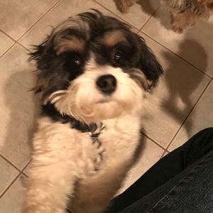 Meet your Posher, Molly